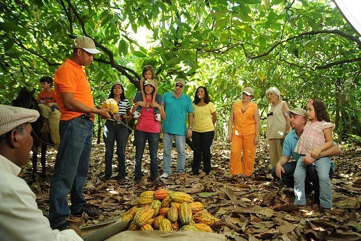 cocoa farm